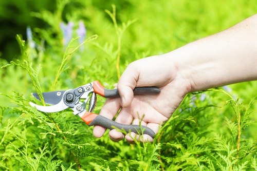 Healthy planting and border design in a Creekmouth garden