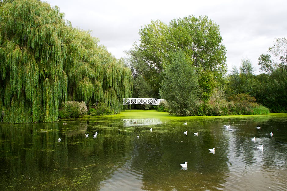 A tranquil garden scene featuring a pond with several white ducks floating on calm water that reflects the overcast sky. On the left side, a large weeping willow tree with long, drooping branches cove