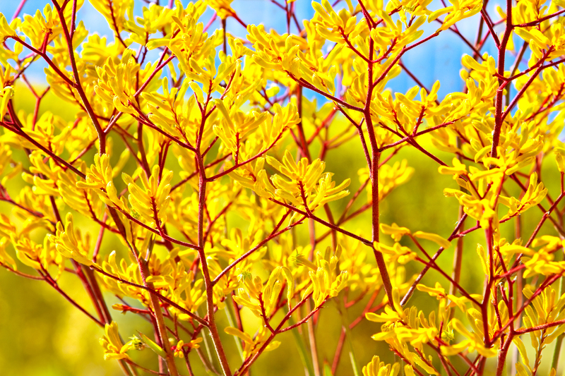 Garden design flower borders